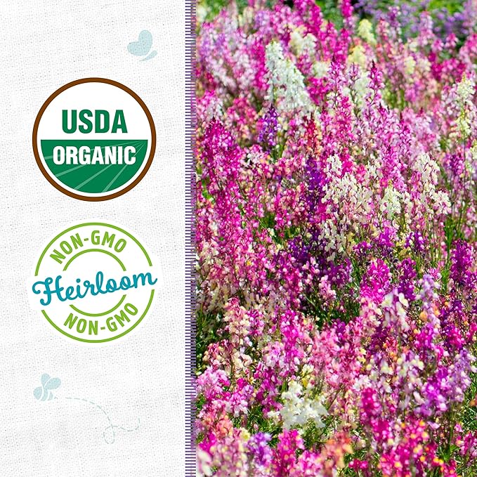 Back to The Roots 100% Organic Heirloom Seeds - Linaria Flowers (100mg Total)