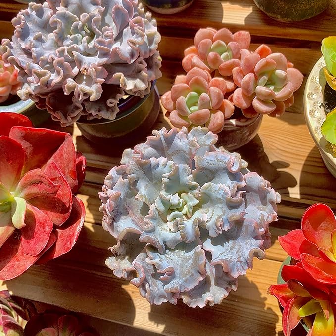 FWPP Echeveria 'Crispate Beauty' Live Succulent 3.5 Inch Potted Plant, Easy Care Indoor Houseplant, Real Succulent Gift for Home or Office Decor