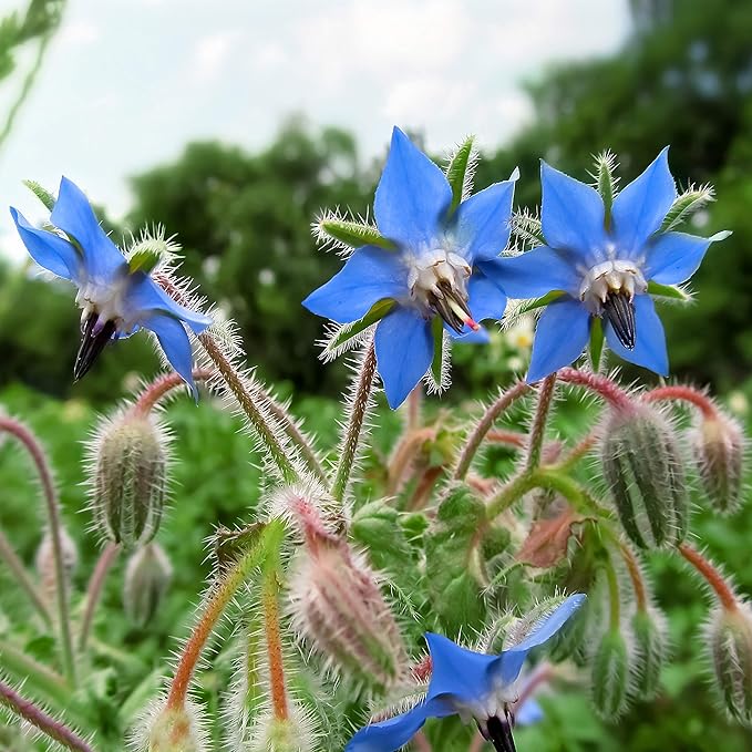 Outsidepride Blue Borage Seeds for Planting – 1 oz. Annual, Drought-Tolerant Herb Seeds with Star-Shaped Blooms, Attracts Bees for Pollinator Gardens, Summer Teas, Decoration & Culinary Use