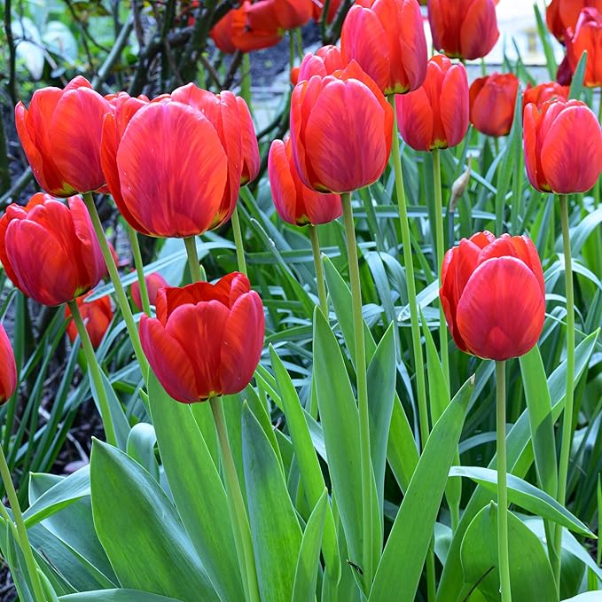 Giant Red Darwin Hybrid Tulips- 10 Bulbs โ Premium Perennial Blooms | Tall, Vivid Scarlet Red Spring Flowers โ Long-Lasting, for Outdoor Gardens & Fresh Cut Bouquets โ Hardy Zones 3โ8 (10 Bulbs)