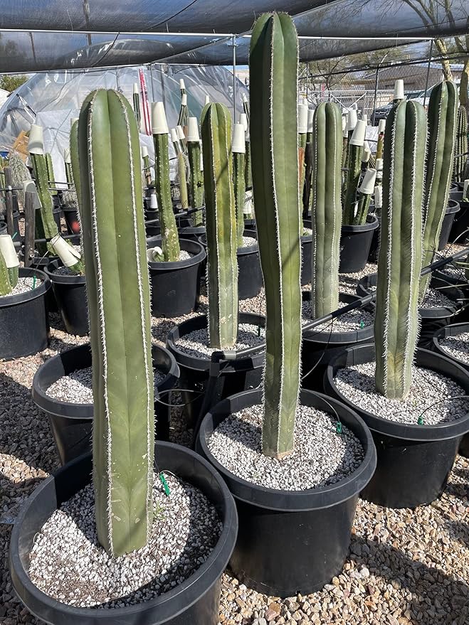Cactus Outlet - Mexican Fence Post Cacti - Cactus Plants Live, 12”-18" Live Plants Indoor & Outdoor Use, Rare Large Live Cactus - Landscape Ready Large Cactus Plant Live Delivered Right to Your Door