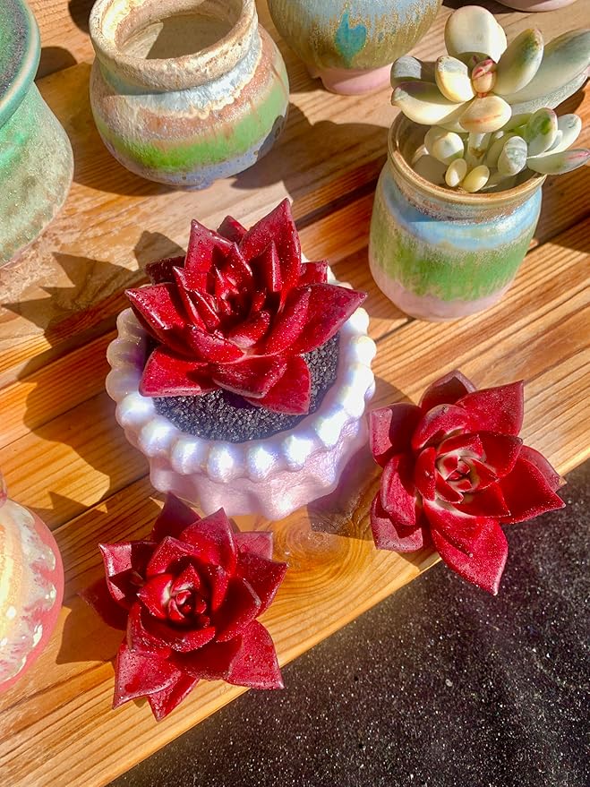 Echeveria Agavoides v Romeo Rubin Rare Live Succulent Plants, Red 1 Head 2.5" Live Plant, Package Without Pot Soil, Garden Indoor Office Desk, Wedding Party Baby Shower Decoration, Plant Lovers Gifts