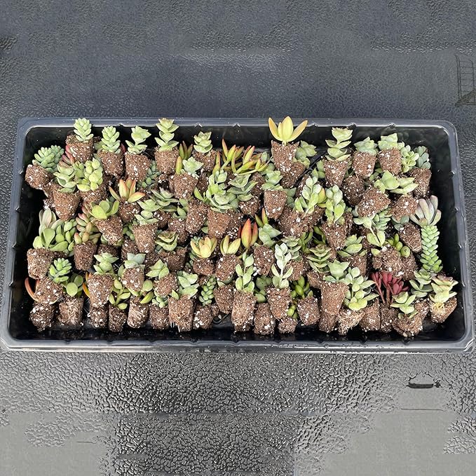 6 Pack Succulent Plants with Root and Soil, Easy to Grow (Assorted Varieties Without Pots)