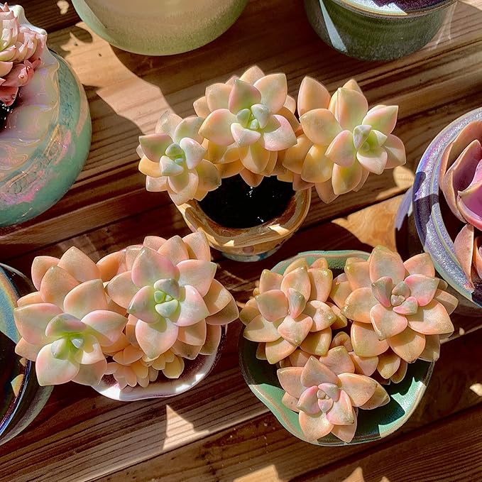 FWPP,Succulents Plants Live Graptoveria Paraguayense Bernalense Variegated, 2-3 Heads 4", Bare Root Without Pot Soil, Garden Indoor Office Desk, Wedding Baby Shower Decoration, Friend Lovers Gifts