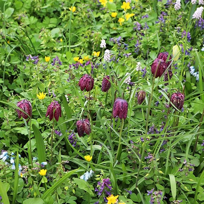 Garden Gem Flowers Collection-100 Bulbs-Featuring 4 Varieties of Flowers-Alliums, Hyacinths, Lily,Squill-Add a Beautiful Pop of Pink, Blue, White, Yellow to Any Landscape-Attracts Butterflies & Bees