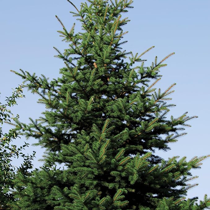Norway Spruce Tree Seedlings | 6"-12" | Arbor Day Foundation (5-Pack)