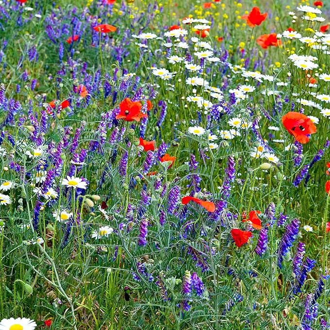 Wildflower Seed Bulk, 3 Oz. (80,000+ Seeds) โ 19 Non-GMO Flower Seeds for Shade, Annual & Perennial Wild Flowers Mix for Partial Shade โ Shade Tolerant by Mountain Valley Seed