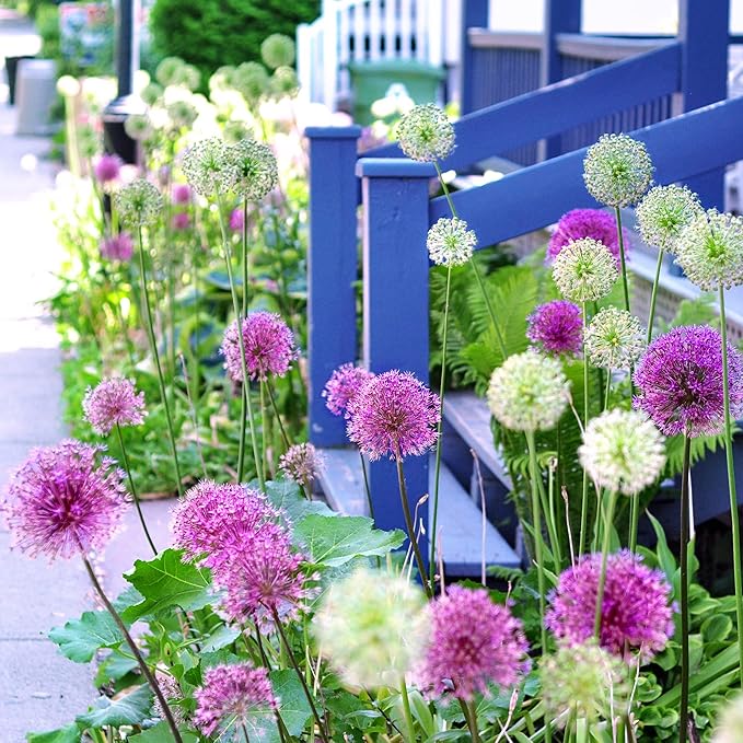 Garden State Bulb Wild About Mixed Allium Flower Bulbs, 10/12cm, Fall Planting (Bag of 50)