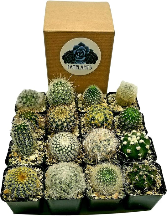 Fat Plants San Diego Mini Cactus Plants in Plastic Planters