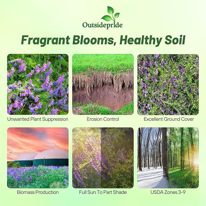 Outsidepride Hairy Vetch Cover Crop Seeds - 1 Lb Cold Tolerant, Winter Hardy - Ideal for Soil Improvement, Green Pasture, Hay & Livestock Forage - Pollinator Friendly Garden Seeds, Ground Cover