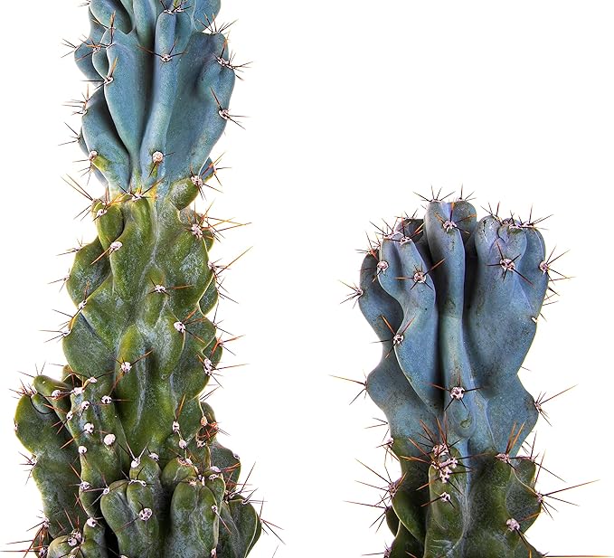 Cactus Outlet - Curiosity Cactus Plants Live, Live Plants Indoor & Outdoor Use, Live Cactus, 36”+ - Rare Large Live Cactus - Landscape Ready Large Cactus Plant Live Delivered Right to Your Door