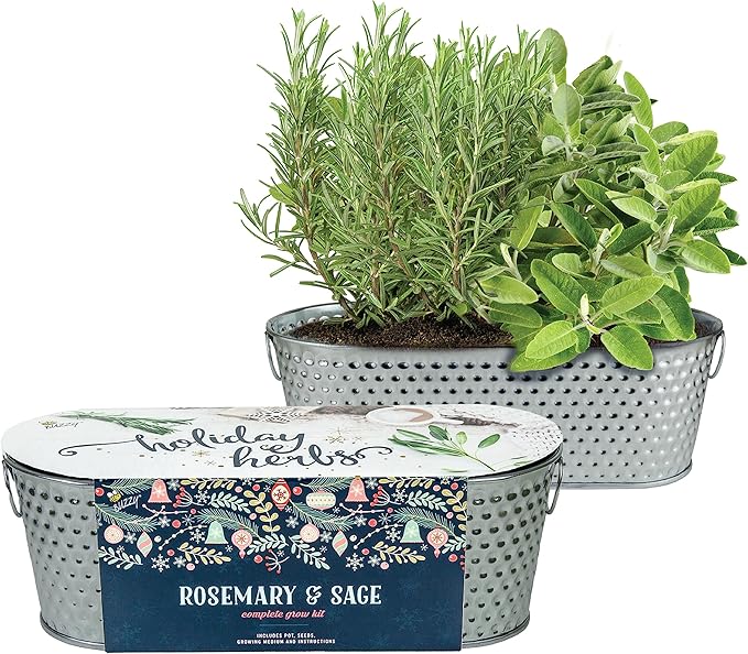 BUZZY Seeds Easy to Grow Rosemary and Sage Windowsill Herb Kit, Decorative Planter Includes Seed Packets and Growing Medium, Indoor Gardening Gift, Seed Starter, Birthday Present Idea