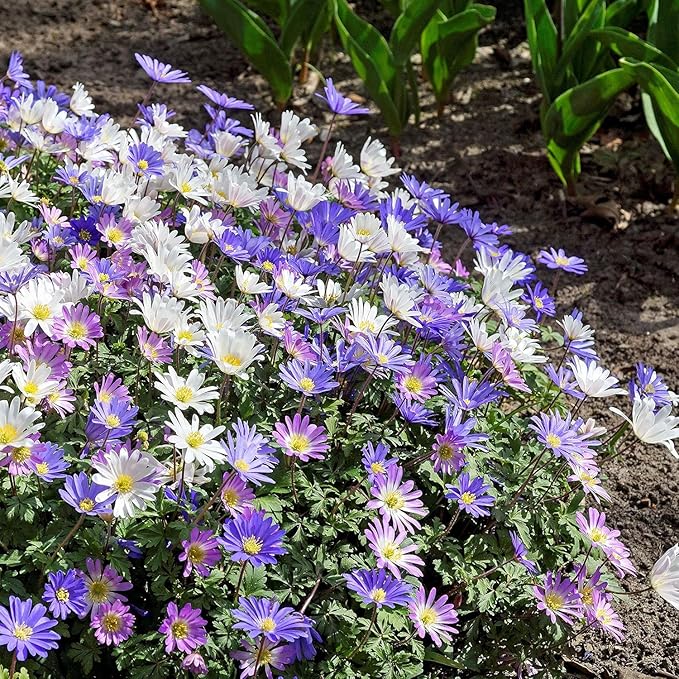 Amazing Deal! Anemone Blanda “Fireworks” – Colorful Perennial Flower Bulbs | Shade-Loving Windflowers in Purple, White, Pink & Blue | Attracts Butterflies & Bees | Zones 3–8 - (30 Bulbs)