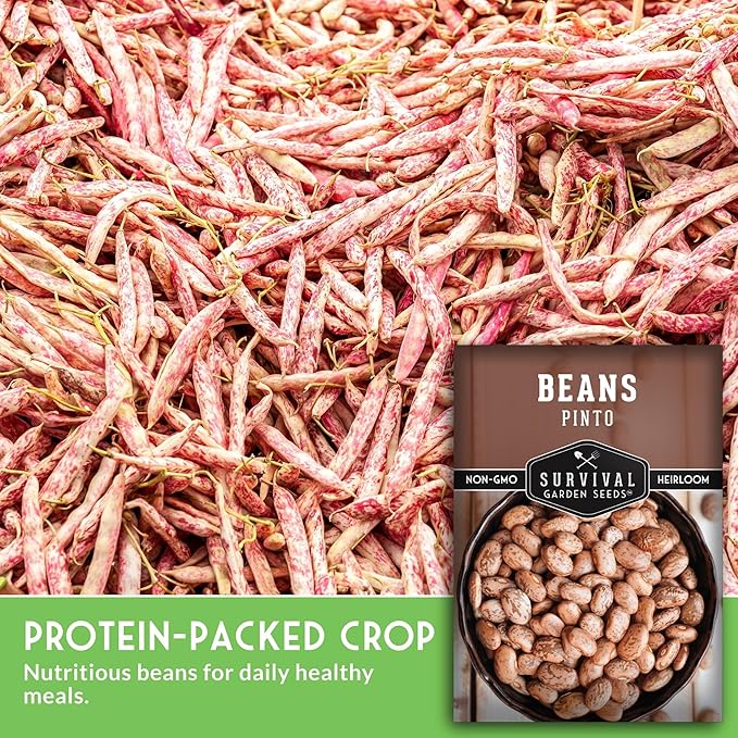 Pinto Bean Seeds for Planting - 2 Packets with Instructions for Growing Mottled/Peruano Beans in The Home Vegetable Garden - Non-GMO Open-Pollinated Heirloom & Untreated - Survival Garden Seeds