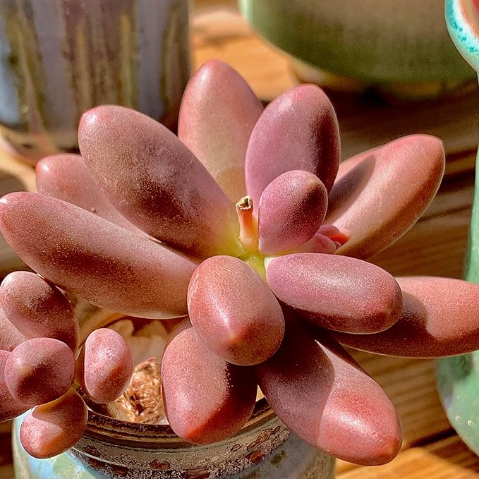 FWPP Live Succulents Plants Pachyveria Sugar Beauty 2 inches,Rare red Succulents Bare Root Without Pot Soil, Live Plants Indoor Office Decoration Wedding and Gift