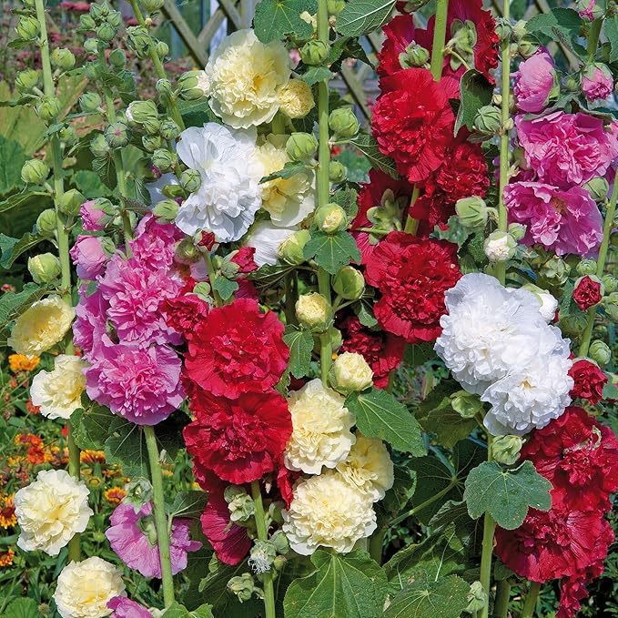 Hollyhock Double Mix Seeds – Alcea Rosea | Biennial/Perennial | Vibrant, Double Blooms for Garden Borders & Cottage Gardens