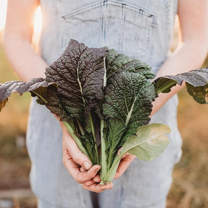 Red Giant Mustard - 500 Seeds - Japanese Heirloom, Great for Containers, Non-GMO Purple Mustard Seeds for Planting, Grow Your Own Salad Greens Indoors or Outdoors, Thresh Seed Company