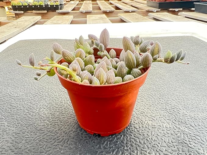 String of Watermelons, Live Trailing Succulent Fully Rooted in 4" Pots with Soil Mix, Rare House Plant for Home Office Wedding Hanging Decoration, DIY Projects, Party Favor