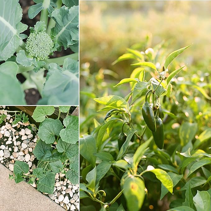 Sereniseed Certified Organic Vegetable Seed Collection (20-Pack) – 100% Non GMO, Open Pollinated Varieties