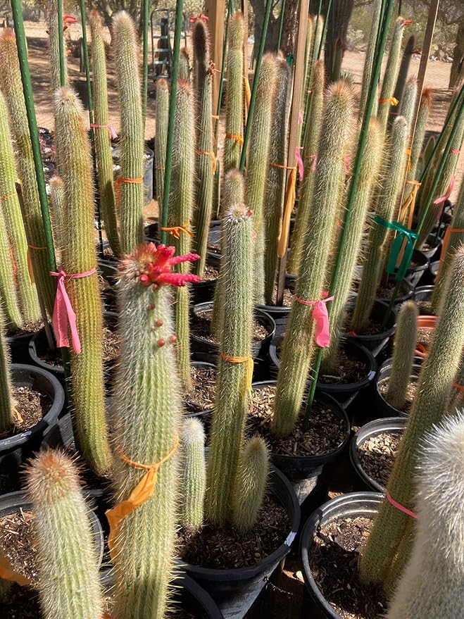 Cactus Outlet - Cactus Plants Live, Live Plants Outdoor & IndoorUse, Live Cactus, Silver Torch