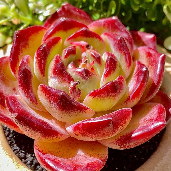 Echeveria Daredevil Rare Live Succulent Plants, Red 1 Head 2.5" Live Plant, Package Without Pot Soil, Garden Indoor Office Desk, Wedding Party Baby Shower Decoration, Friend Plant Lovers Gifts