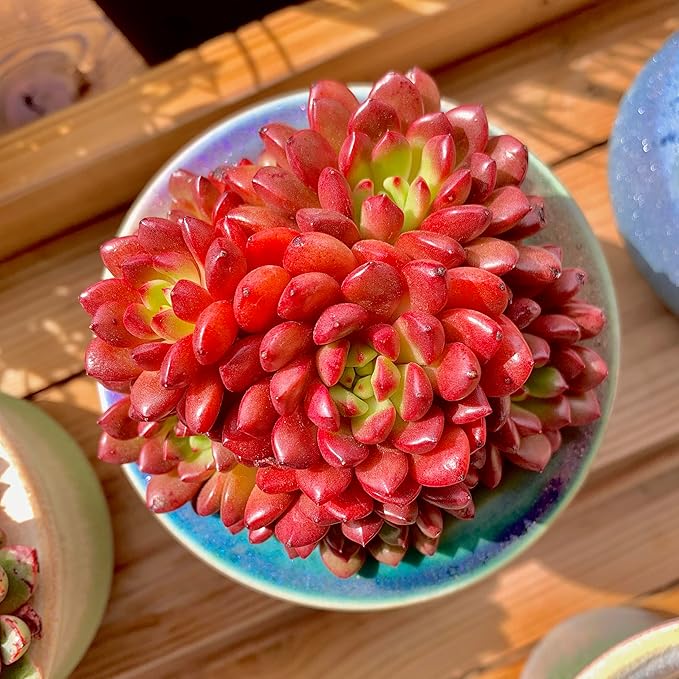 Echeveria Pink Rubby Rare Live Succulent Plants, Red Cluster 3.5" Live Plant, Package Without Pot & Soil, Garden Indoor Office Desk, Wedding Party Baby Shower Decoration, Friend Plant Lovers Gifts