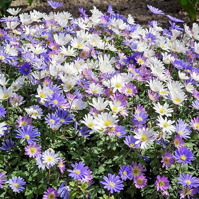 Amazing Deal! Anemone Blanda “Fireworks” – Colorful Perennial Flower Bulbs | Shade-Loving Windflowers in Purple, White, Pink & Blue | Attracts Butterflies & Bees | Zones 3–8 - (30 Bulbs)