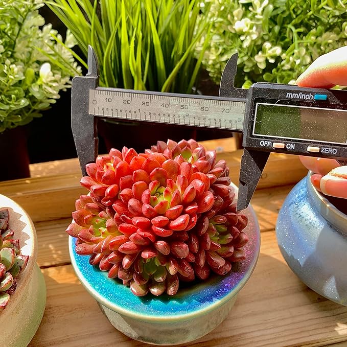 Echeveria Pink Rubby Rare Live Succulent Plants, Red Cluster 3.5" Live Plant, Package Without Pot & Soil, Garden Indoor Office Desk, Wedding Party Baby Shower Decoration, Friend Plant Lovers Gifts