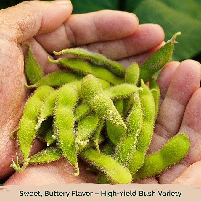KVITER 40 Soy Bean Midori Giant Edamame Seeds (Glycine max) - Green Soybean, Soy Beans Organic Non GMO Variety, Sweet Nutty Flavor - Heirloom Vegetable Seeds for Planting Outdoors in Home Garden