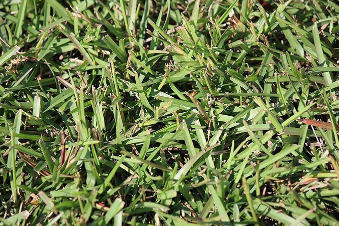 Centipede Grass Seed for a Dense Green Lawn, NO Mulch, 1 lb Coated Seeds, Sun and Moderate Shade Tolerant Lawn Seeding and Turf Patch Repair, Southern Southeast US, Low Fertilizer Low Maintenance