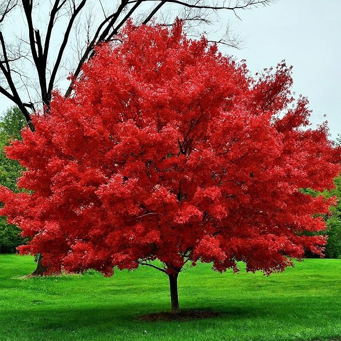 Red Maple Tree Seedlings for Planting | One Live Tree Seedling