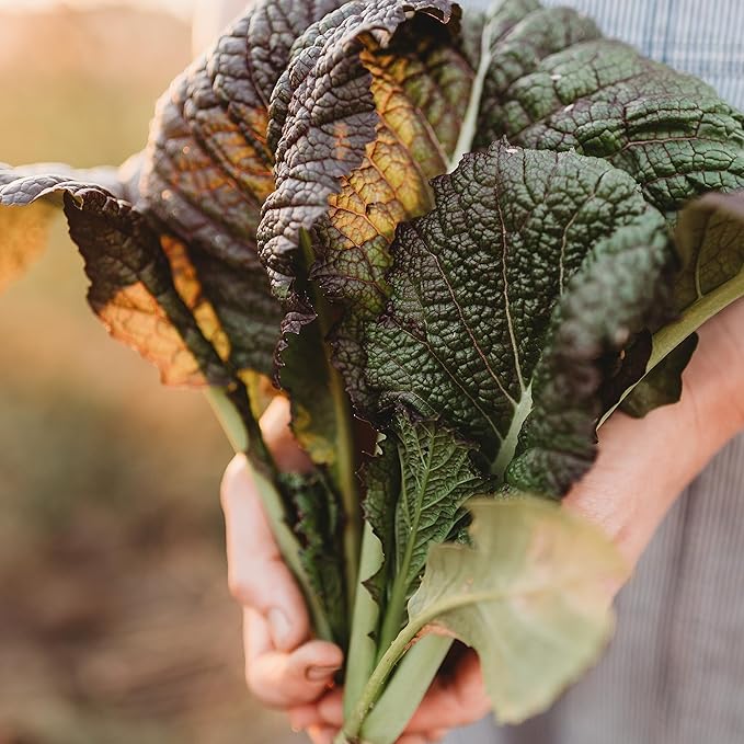 Red Giant Mustard - 500 Seeds - Japanese Heirloom, Great for Containers, Non-GMO Purple Mustard Seeds for Planting, Grow Your Own Salad Greens Indoors or Outdoors, Thresh Seed Company