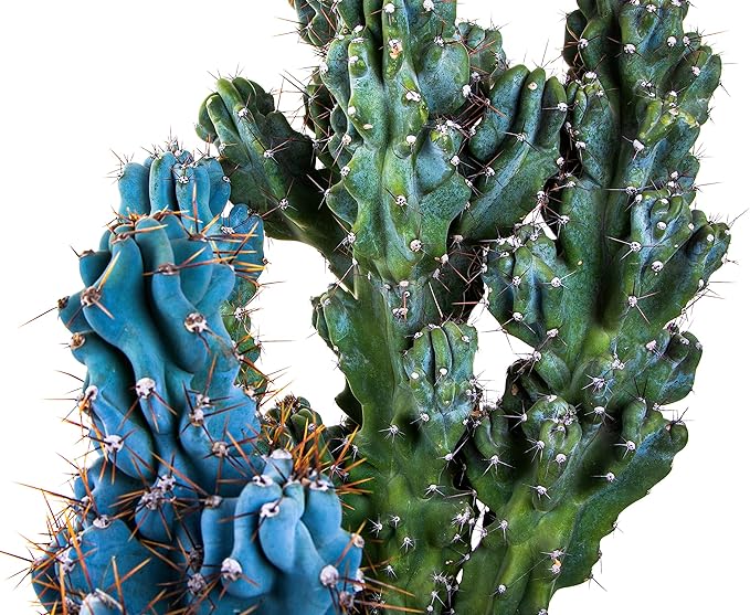 Cactus Outlet - Curiosity Cactus Plants Live, Live Plants Indoor & Outdoor Use, Live Cactus, 36”+ - Rare Large Live Cactus - Landscape Ready Large Cactus Plant Live Delivered Right to Your Door
