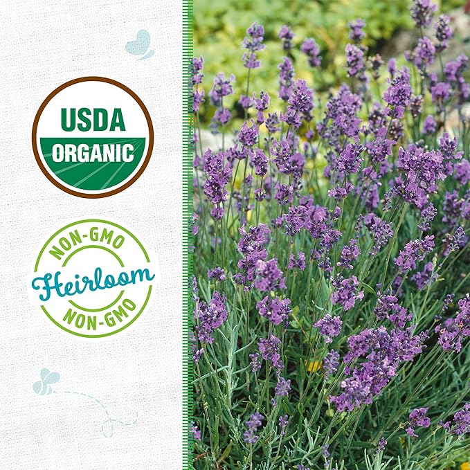 Back to The Roots 100% Organic Heirloom Seeds - Lavender Value Pack (90mg)