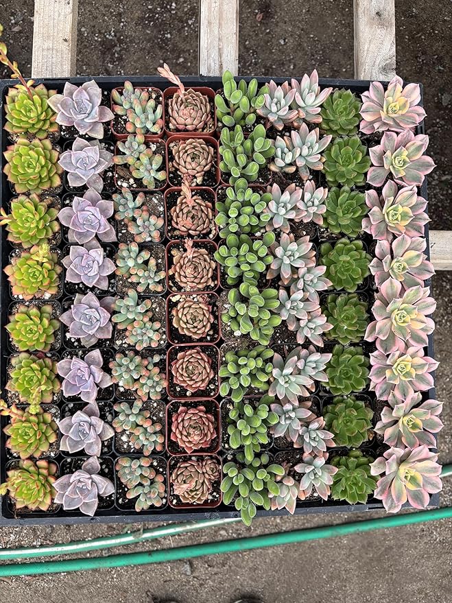 Live Succulents Plants Mystery Pack - Variety of Well Rooted Plants in 2 Inch Pots - Real, Small, Assorted Houseplants for Indoor, DIY, Home Decor, Wedding, or Birthday Gifts (64 Pack)