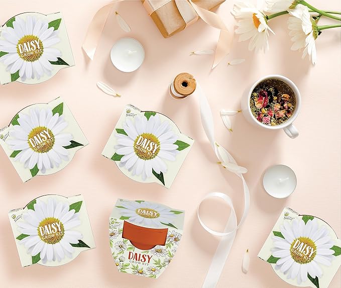 BUZZY Seeds Daisy Daydream Collection Mini Terracotta Grow Pots 6-Pack, All-in-One Starter Kit with Seed Packs and Growing Medium, Wedding Favors, Gardening Gifts, Stocking Stuffer