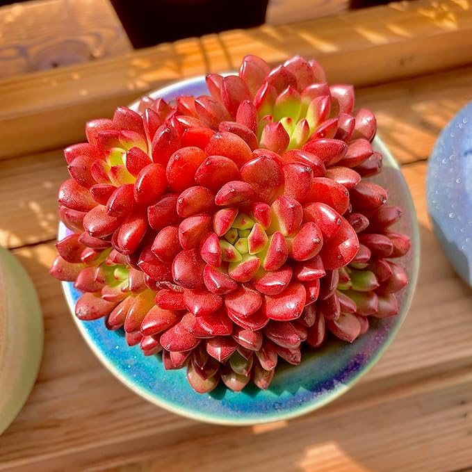 Echeveria Pink Rubby Rare Live Succulent Plants, Red Cluster 3.5" Live Plant, Package Without Pot & Soil, Garden Indoor Office Desk, Wedding Party Baby Shower Decoration, Friend Plant Lovers Gifts