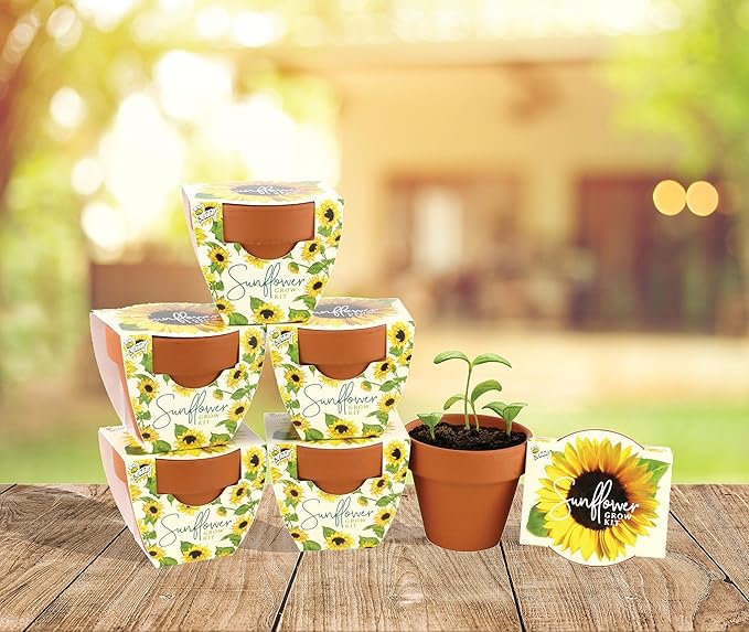 BUZZY Seeds Sunflower Daydream Collection 6-Pack Mini Terracotta Grow Pots, Includes Seed Packets and Growing Medium, Flower Starter Kit for Kids and Adults, Indoor Gardening Gift, Wedding Favors