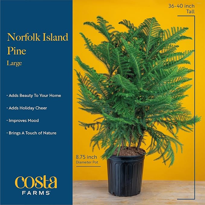 Costa Farms Live Christmas Tree, Large Norfolk Island Pine in Nursery Plant Pot, Potting Soil, Indoor Decor, All Seasons Christmas Gift or Room Decor, 3 Feet Tall