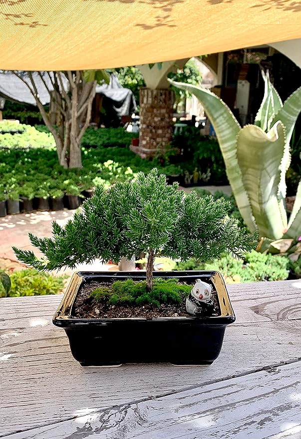 Live Dwarf Juniper Bonsai Tree 4-5years Old with Cute Ceramic Panda | Juniper or Jade Bonsai Tree | Indoor/Outdoor | 100% Handcrafted| Home and Office Décor | Best Gift for Holiday