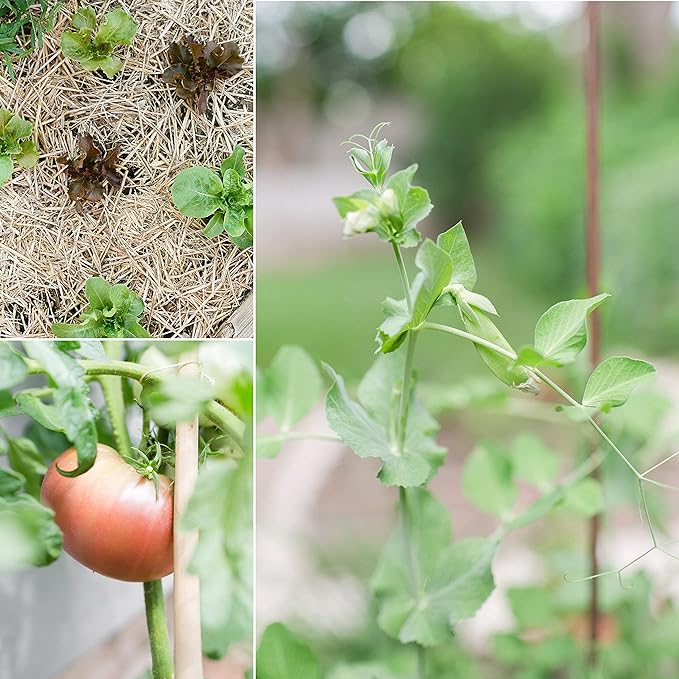 Sereniseed Certified Organic Vegetable Seed Collection (20-Pack) – 100% Non GMO, Open Pollinated Varieties