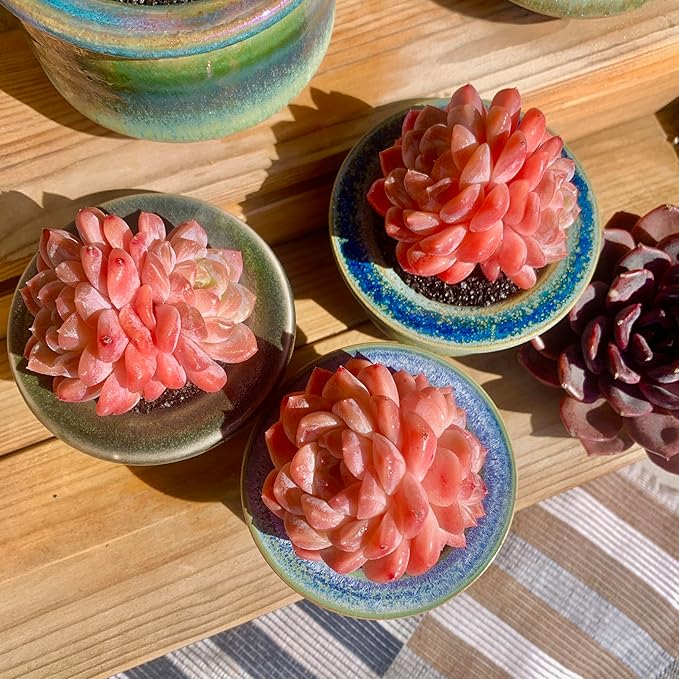 FWPP Live Succulents Plants Echeveria Ruby 2.5 inches,Rare red Succulents Bare Root Without Pot Soil, Live Plants Indoor Office Decoration Wedding and Gift