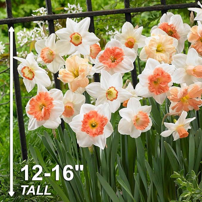 Garden State Bulb Pink Mix Daffodil Flower Bulbs, 14/16cm, Fall Planting (Bag of 100)