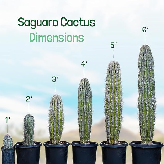 Cactus Outlet - Live Saguaro Cactus, Cactus Plants Live, 2’ - Live Plants Indoor & Outdoor Use, Rare Large Live Cactus - Landscape Ready Large Cactus Plant Live Delivered Right to Your Door