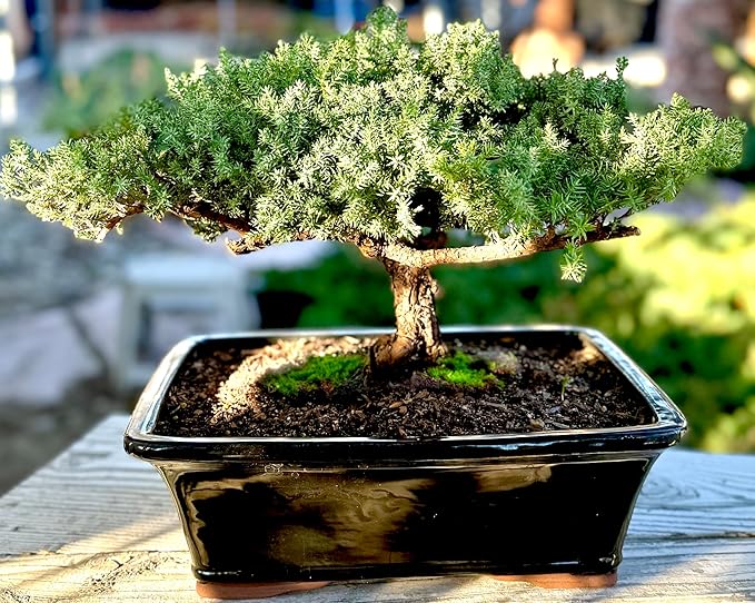 Live Dwarf Juniper Bonsai Tree 15+Years Old | Juniper or Jade Bonsai Tree | Indoor/Outdoor | 100% Handcrafted| Home and Office Décor | Best Gift for Holiday (style4)