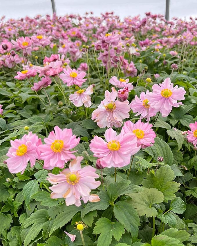Perennial Farm Anemone x Hybrida Fantasy™ 'Pocahontas' – Live Windflower in #1 Container, Semi-Double Pink Blooms, Compact, Long Blooming, Deer Resistant, Ideal for Borders & Pollinator Gardens