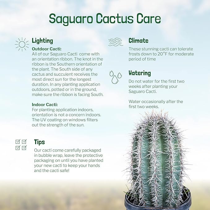 Cactus Outlet - Live Saguaro Cactus, Cactus Plants Live, 2’ - Live Plants Indoor & Outdoor Use, Rare Large Live Cactus - Landscape Ready Large Cactus Plant Live Delivered Right to Your Door