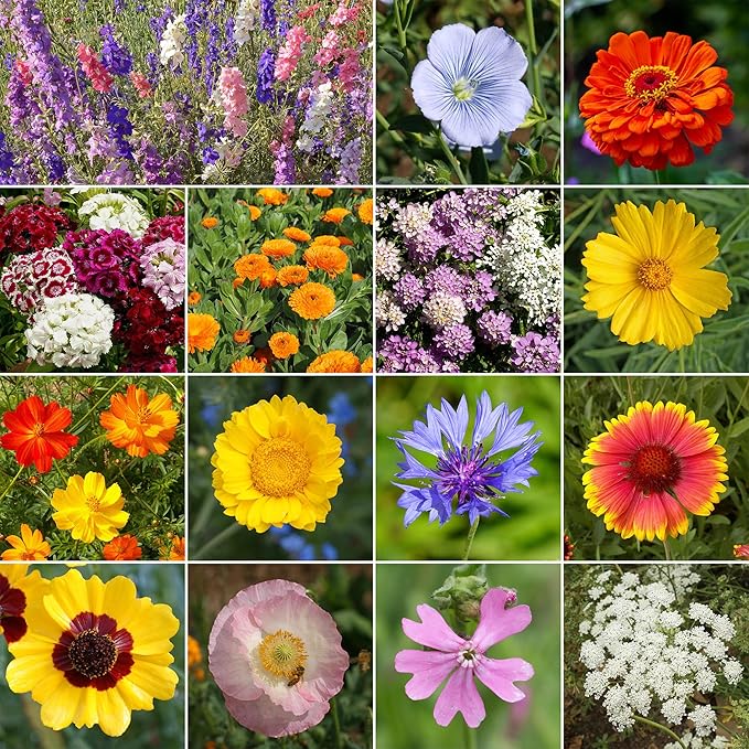 Ferry-Morse Mediterranean Mix Bulk Wildflower Seeds, 1lb