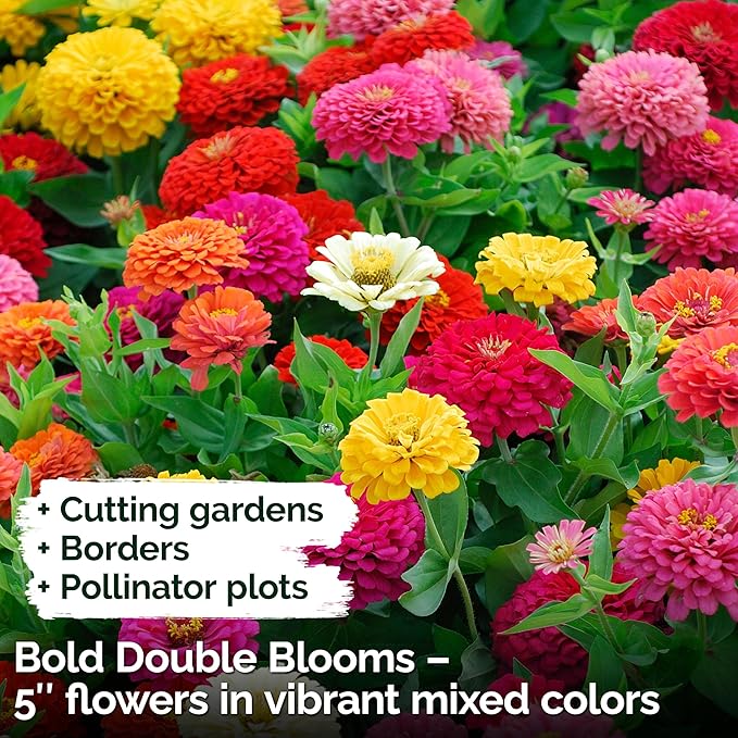 KVITER 550 Dahlia Zinnia Seeds for 2025 Mix (Zinnia Elegans) – Double Blooms, Heirloom & Organic – Flower Seeds for Planting Outdoors in Garden, Containers, Flower Beds. Ideal for Cut Flowers