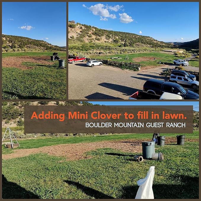 Micro Clover Seed for Lawn - 4 Oz - ~100,000 Microclover Seeds for Planting - Drought-Tolerant Mini Grass Alternative by Mountain Valley Seed Company